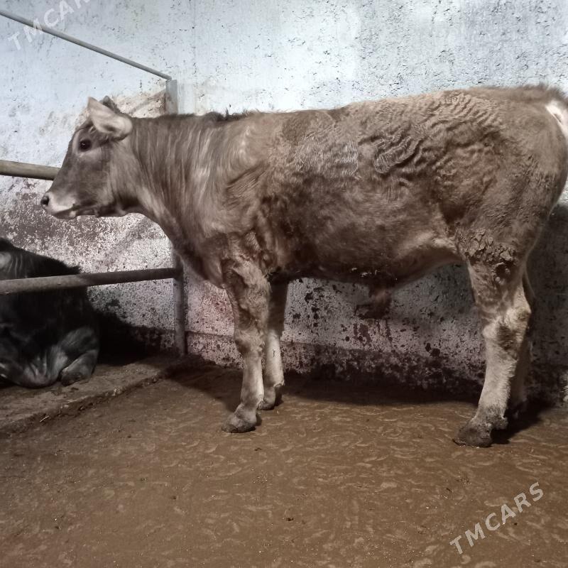 okuz - Bagyr - img 1