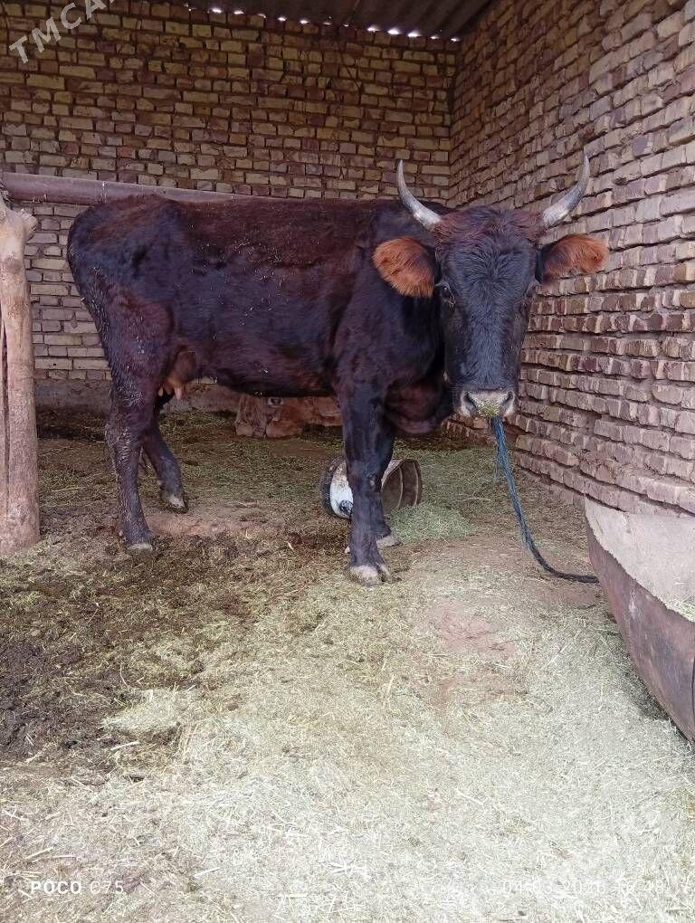 Sygr - Babadaýhan - img 1