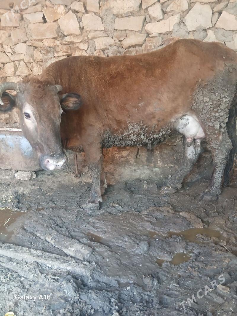 goleli sygyr - Бахарден - img 1