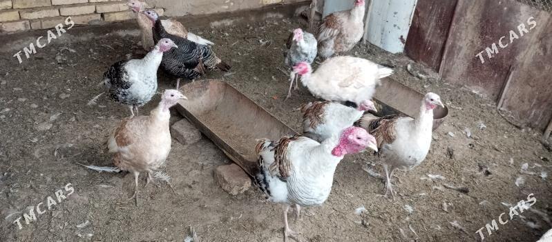 indyuk - Murgap - img 1