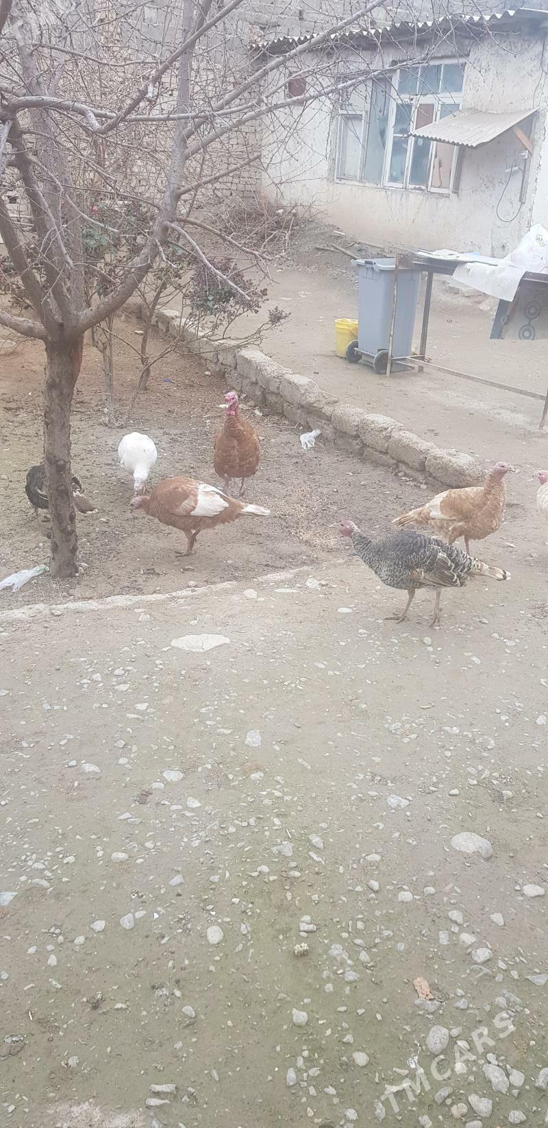 Induk Yumurga - Hitrowka - img 1