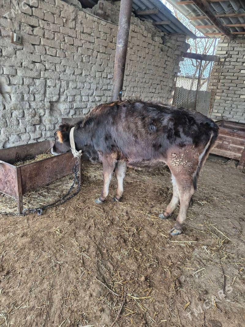 gulajyn - Мары - img 1