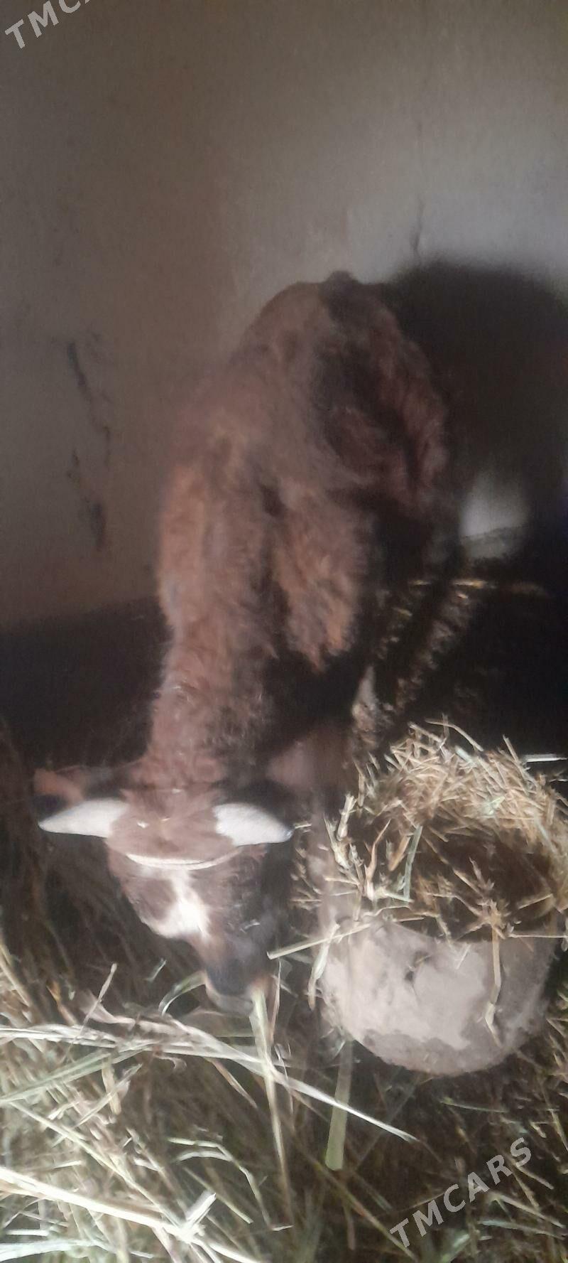 okus - Akdepe - img 1