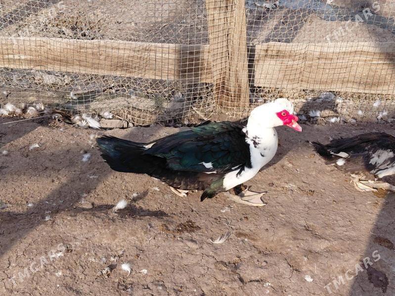 ordek - Büzmeýin - img 1