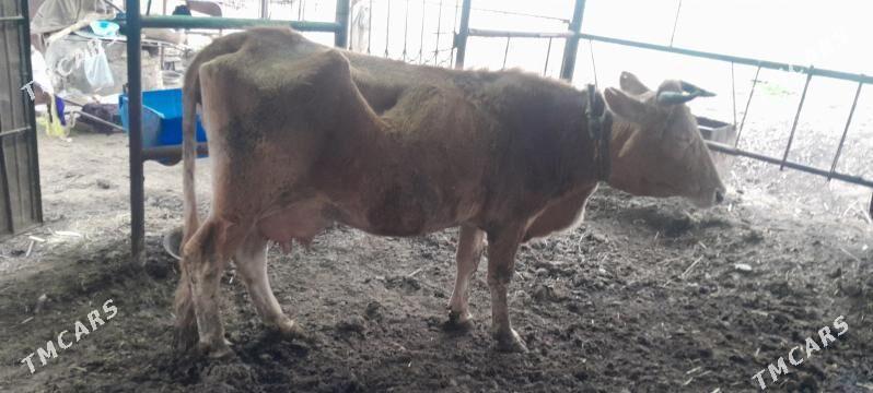 goleli syvyr - Векильбазар - img 1