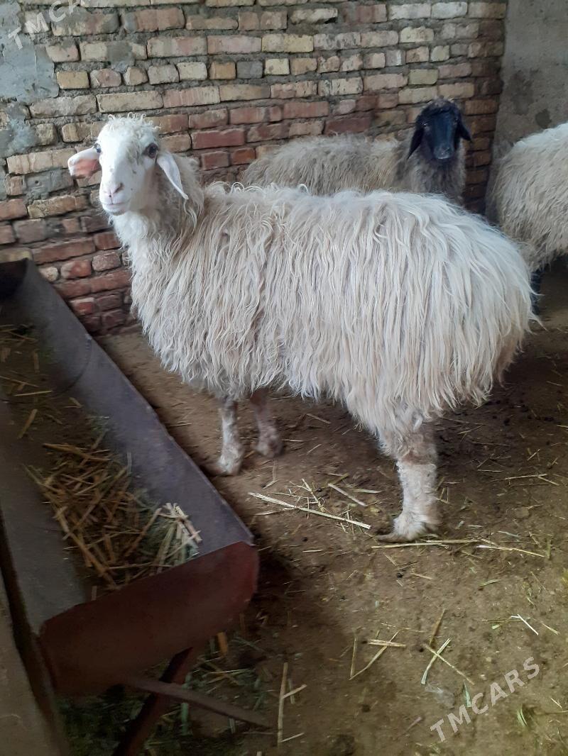 Guzli goyun - Гарадамак Шор - img 1