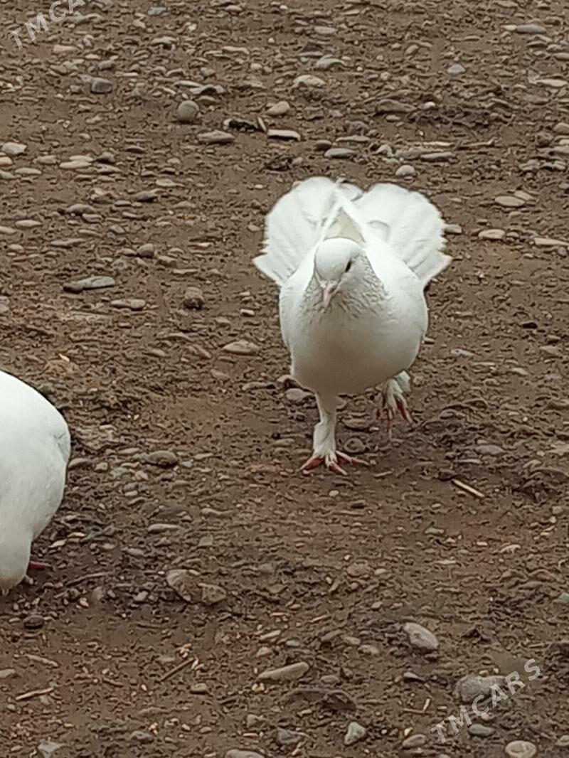 кепдэри - Векильбазар - img 1