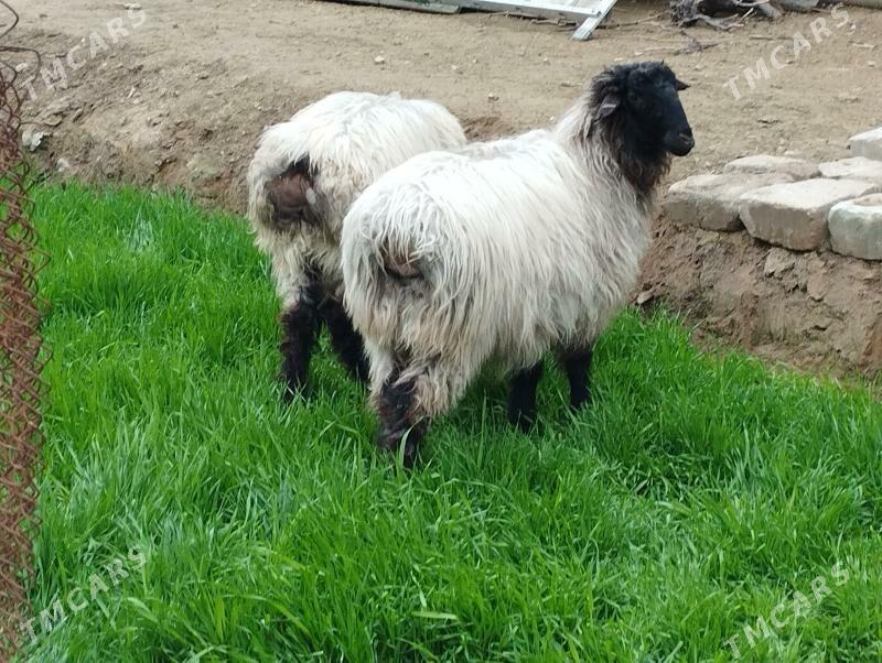 Bakylan işşek - Aşgabat - img 1