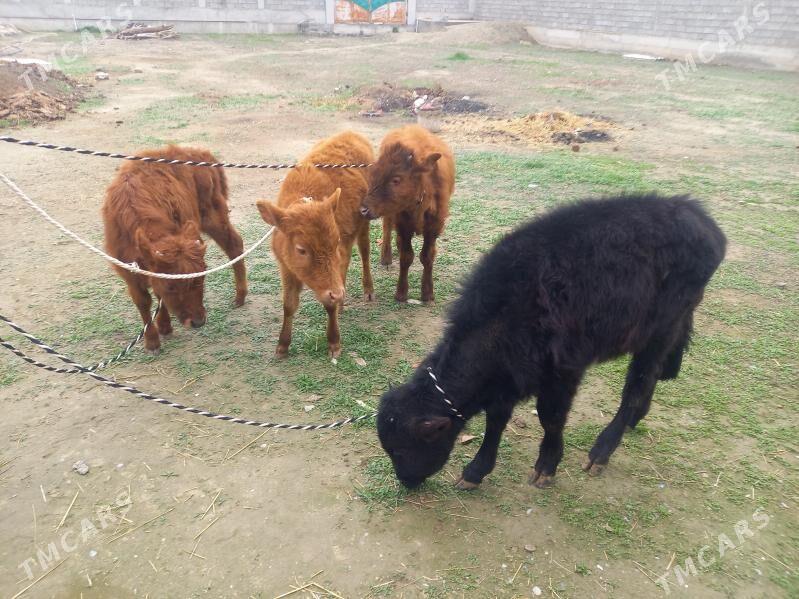 okuz we tuwe - Gökdepe - img 1