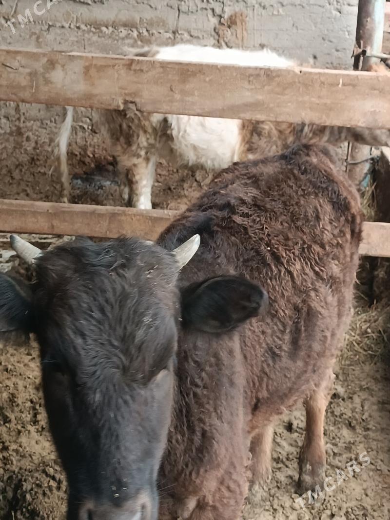 Tüwe öküz - Gökdepe - img 1