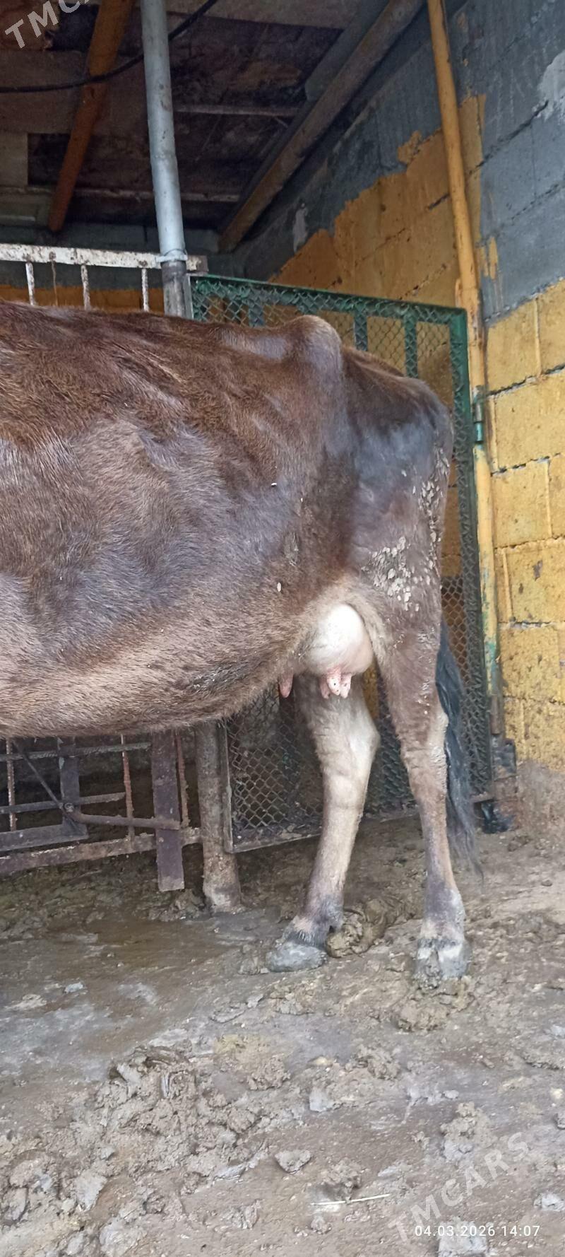 Göleli sygyr - Бузмеин - img 1