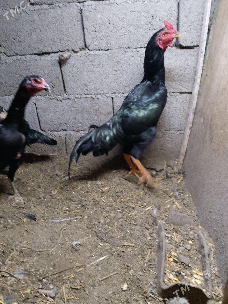 tasgent - Aşgabat - img 1