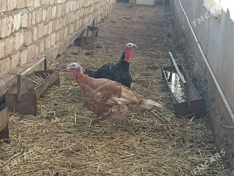 induk - Türkmenbaşy - img 1