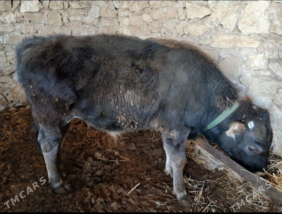 Ökuzçeler, Tüwe - Гызыларбат - img 1