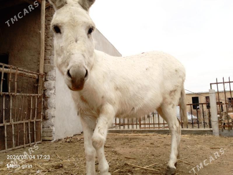 eşek - Чарджоу - img 1