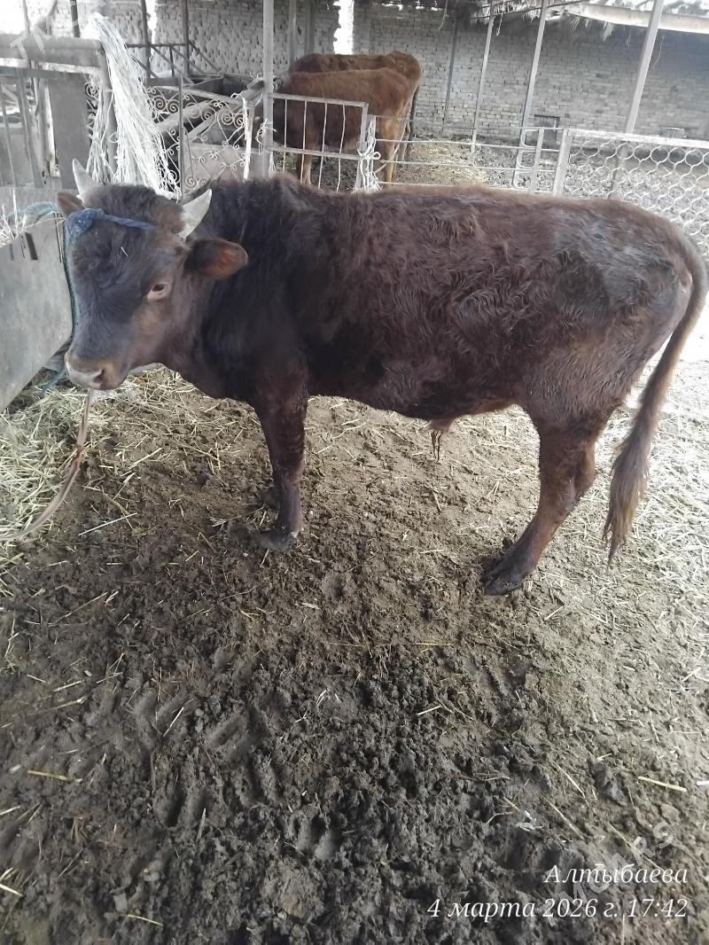 окуз - Чарджоу - img 1