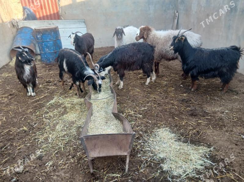 geci - Балканабат - img 1