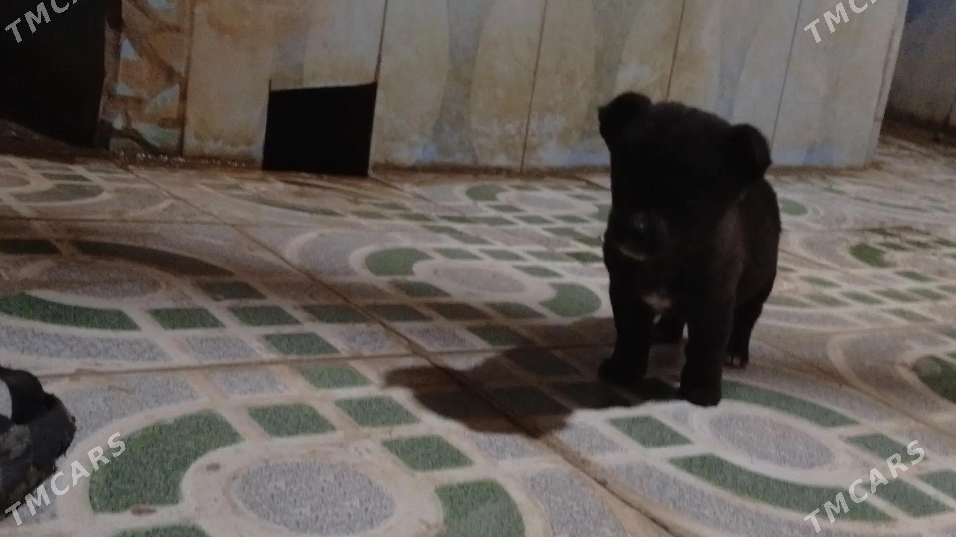 gujuk - Чарджоу - img 1