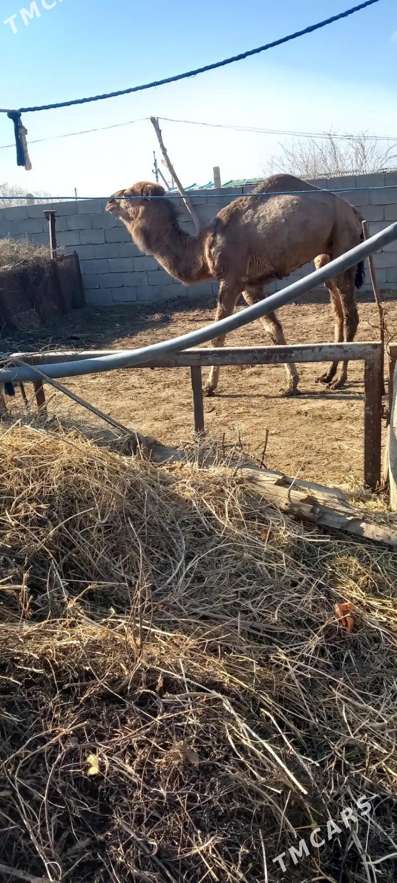 owsuk - Aşgabat - img 1