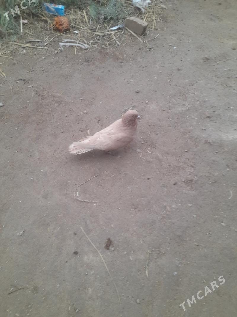 kepder - Фарап - img 1