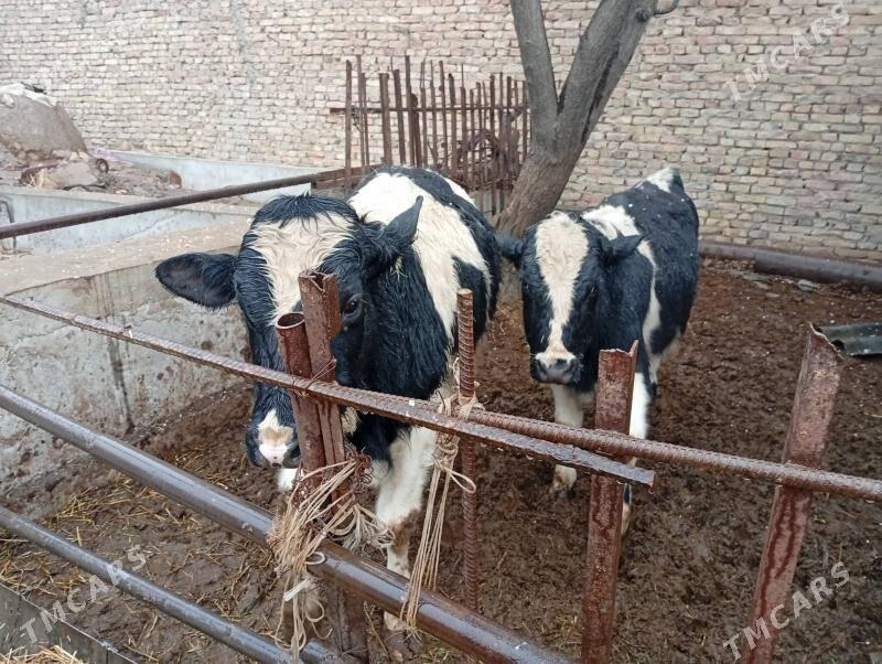 пародны окузлер - Чарджоу - img 1