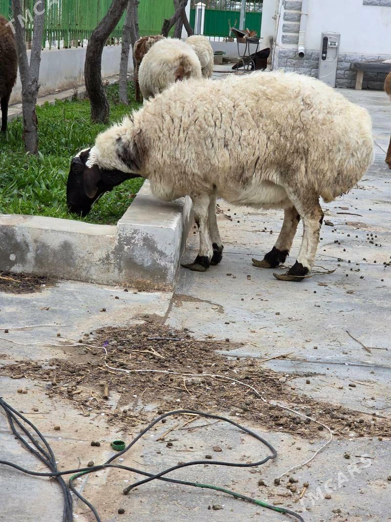 kisar urkacy - Täze zaman - img 1