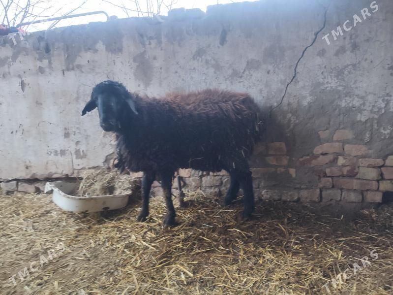 goclar - Туркменабат - img 1