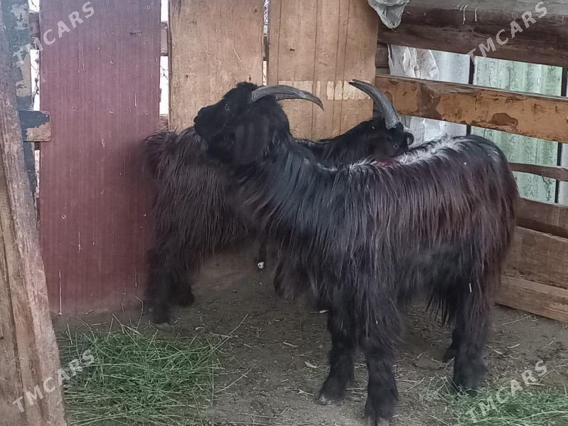 geci - Багир - img 1