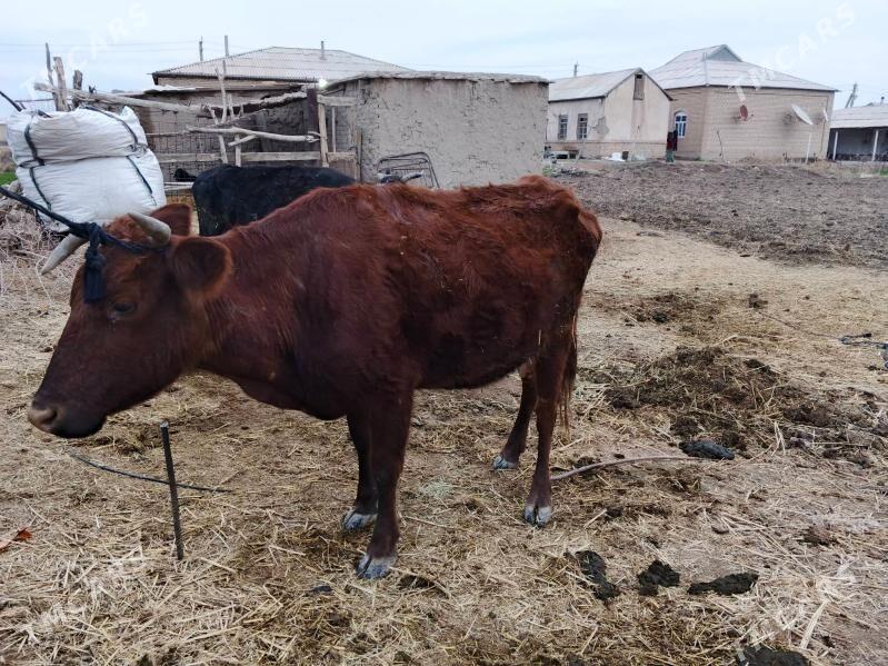 sygyr yeketar - Wekilbazar - img 1