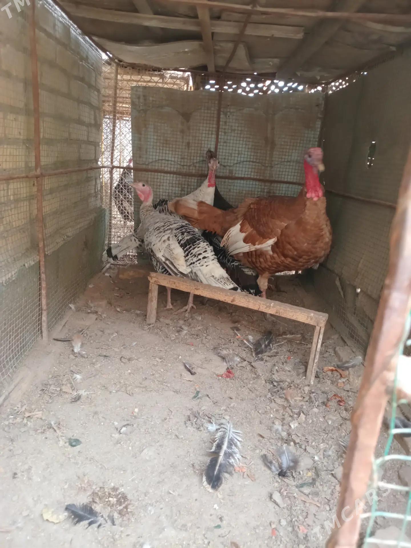 индюк, - Фарап - img 1