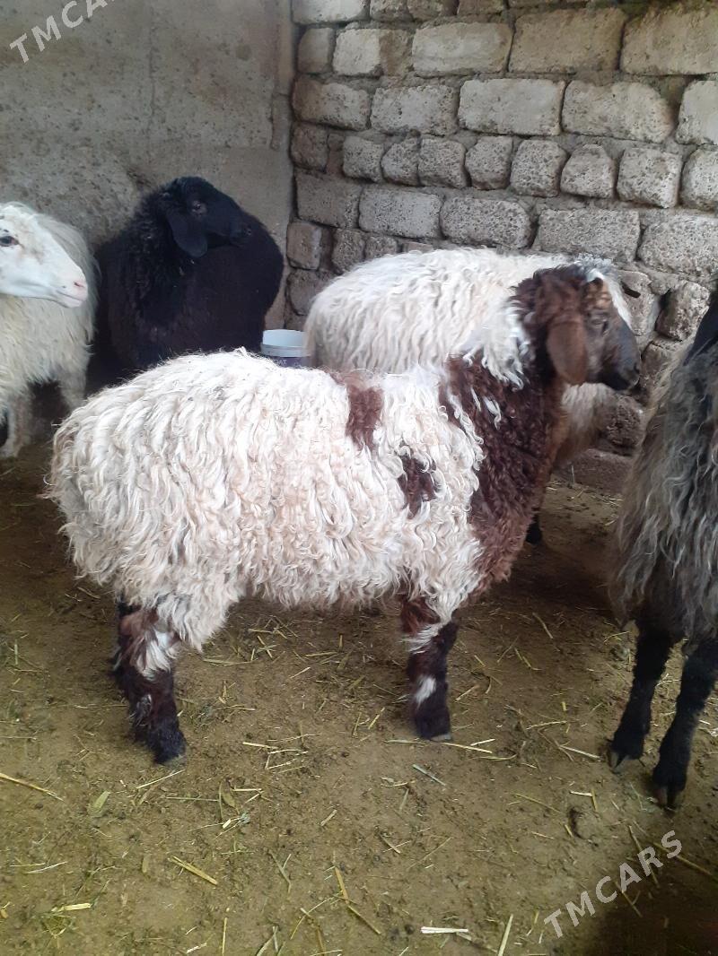 Tokli - Garadamak Şor - img 1