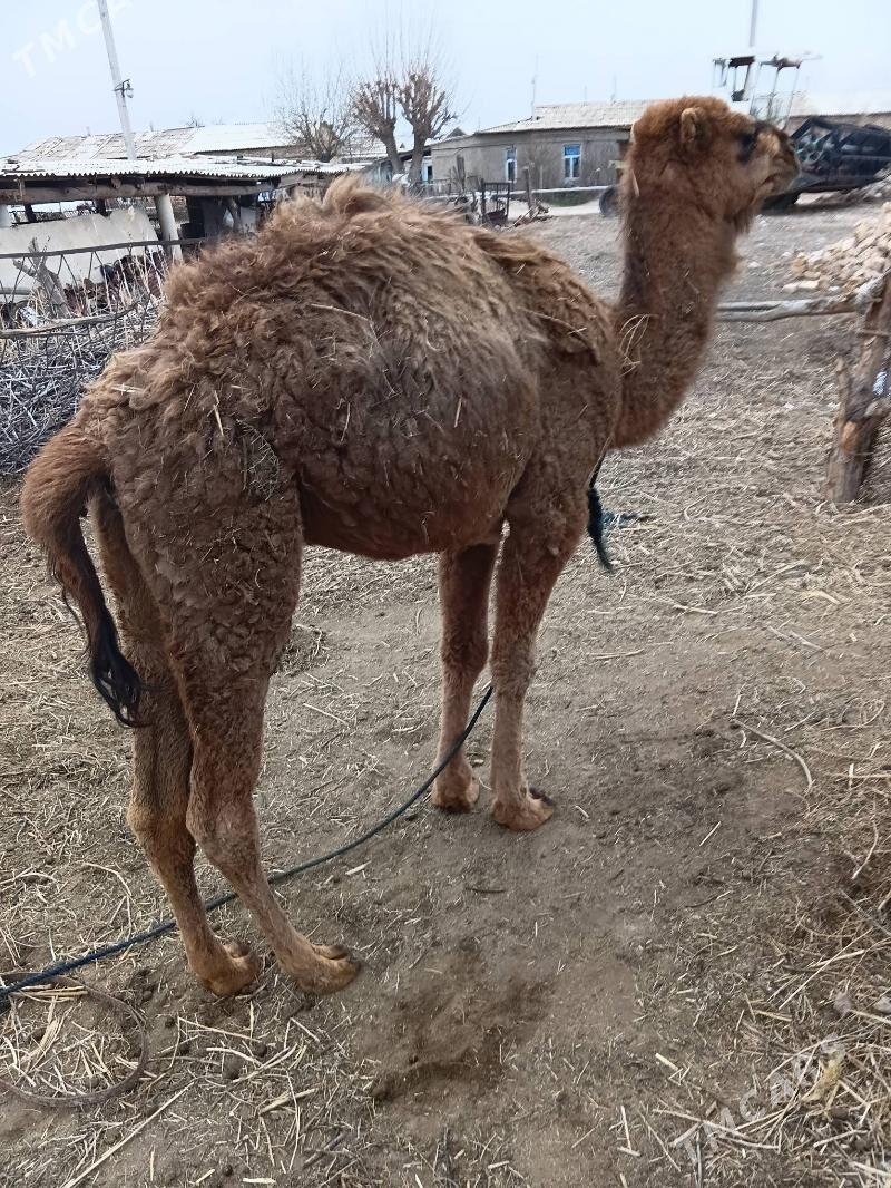 Inen Torym - Babadaýhan - img 1