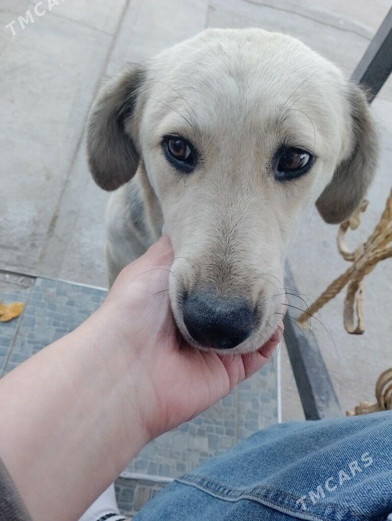 govy it - Туркменбаши - img 1