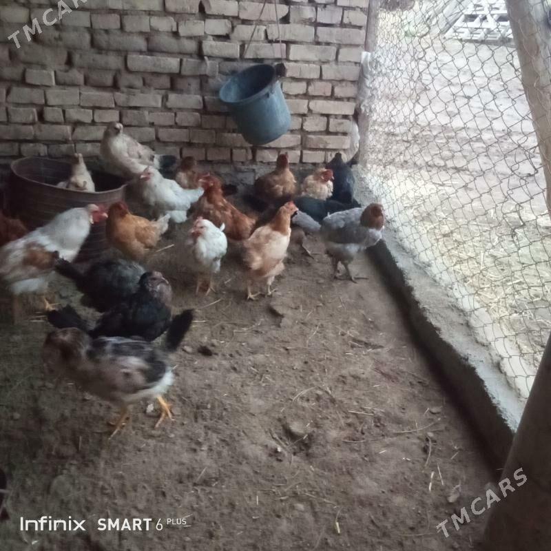 towuk - Каракумский этрап - img 1