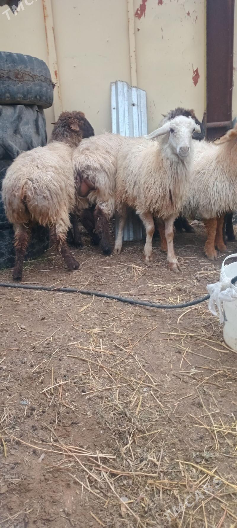 Tokli Yaz issek çikdy - Änew - img 1