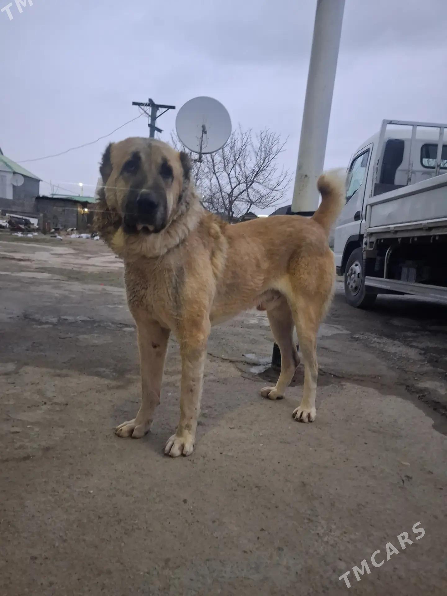 alabay it - Herrikgala - img 1