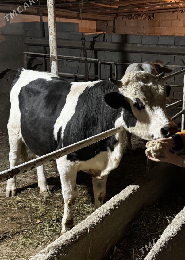 Simintal Ala - Aşgabat - img 1