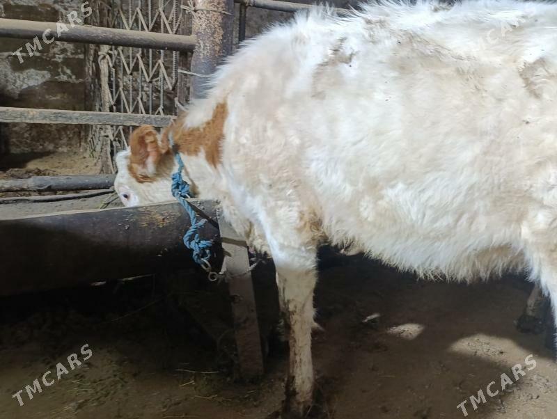 Сементал - Туркменабат - img 1