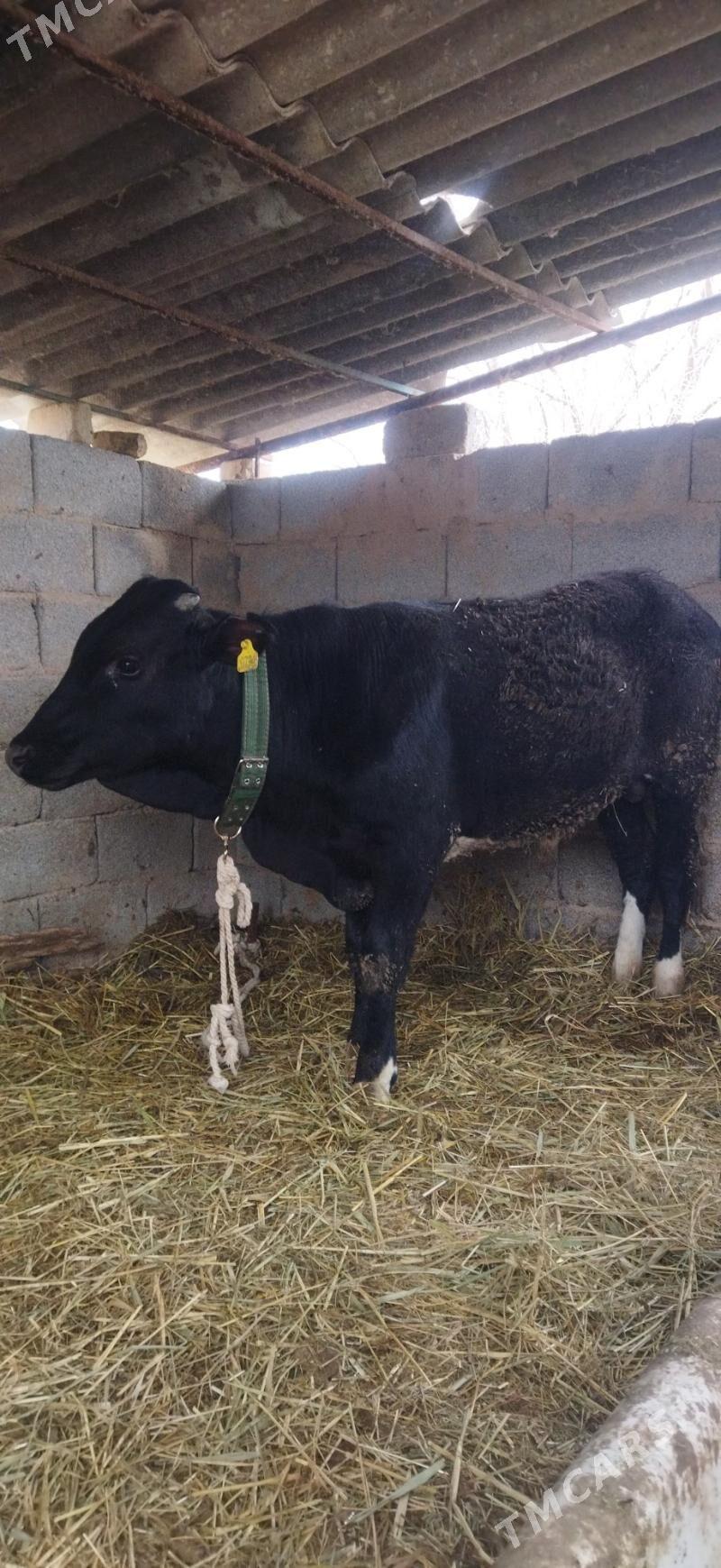 Okuz - Arzuw - img 1