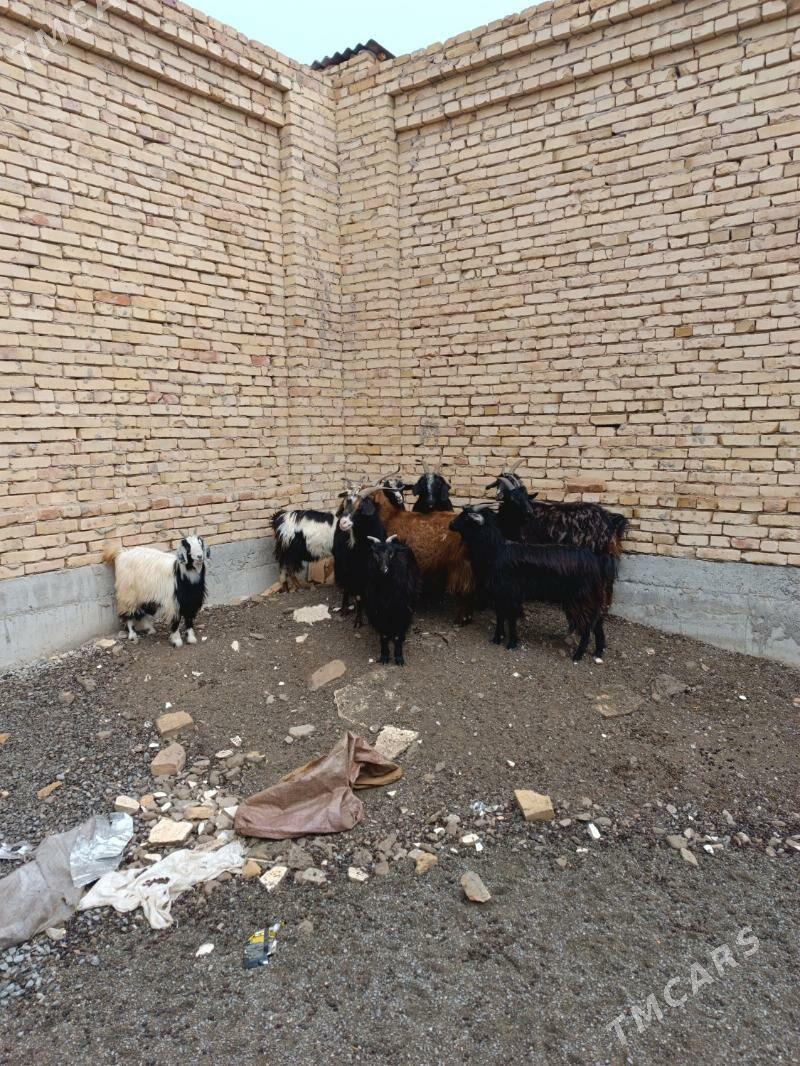 Geciler - Туркменабат - img 1