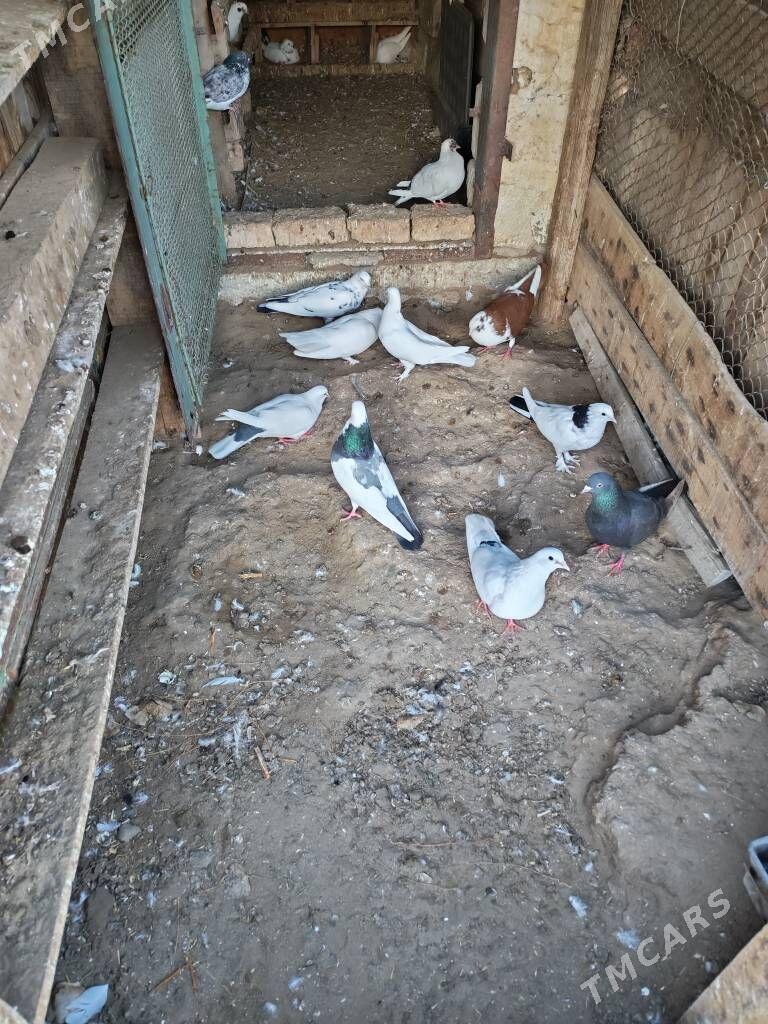 Kepderi - Гумдаг - img 1