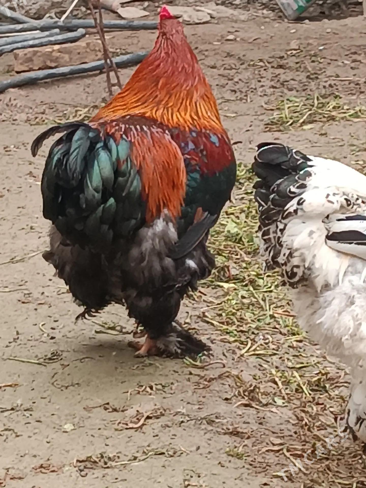 Брама хораз - Туркменабат - img 1