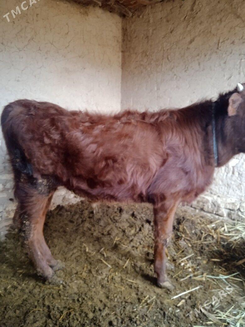 öküzçe - Baýramaly - img 1