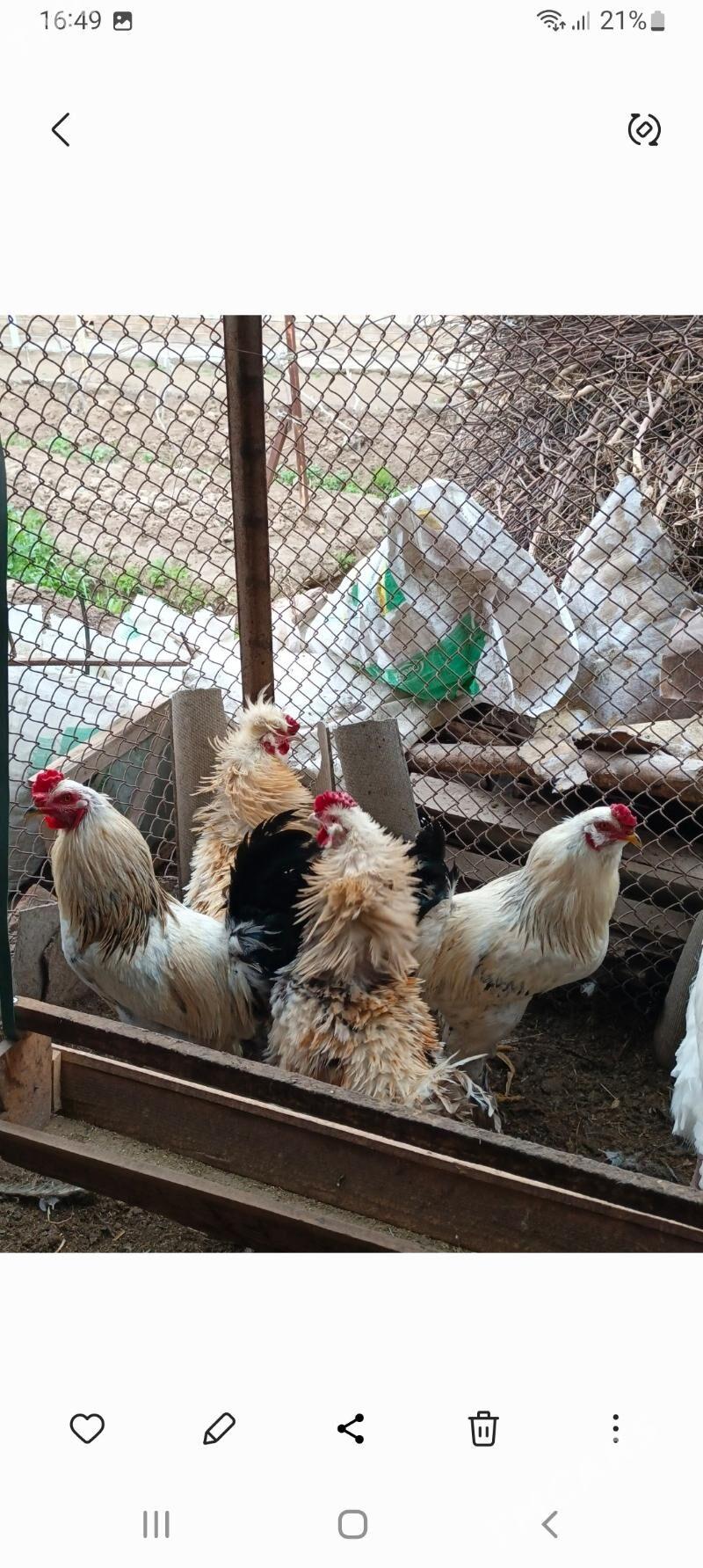 horaz - Murgap - img 1