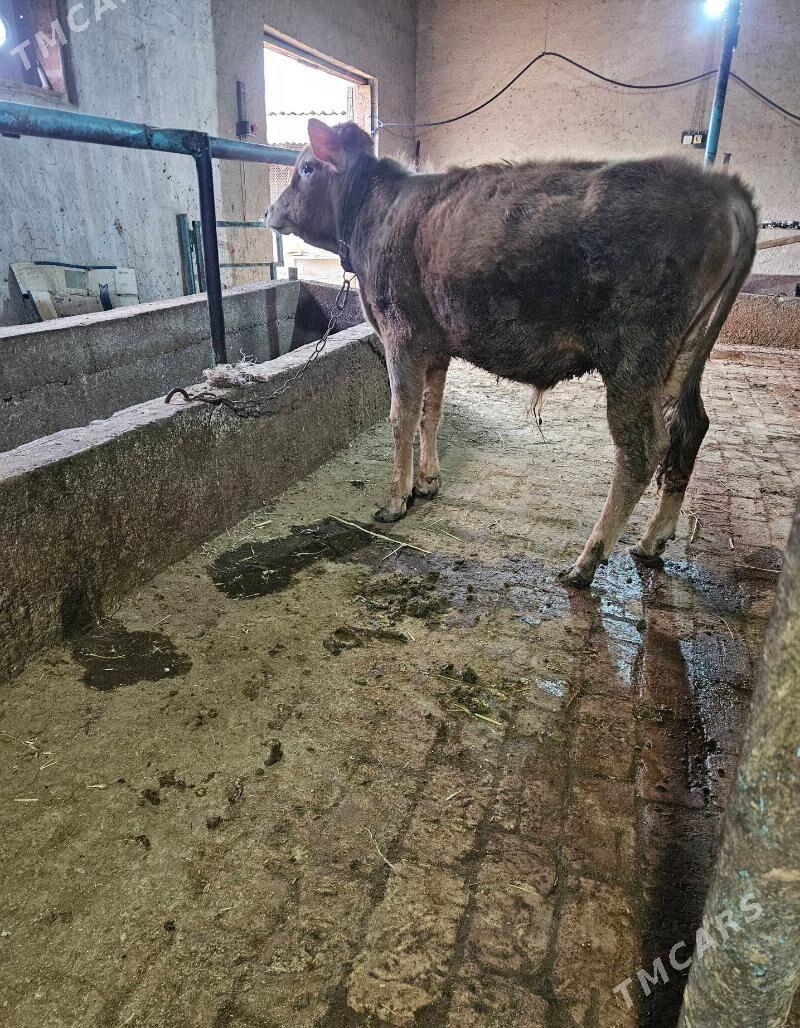 Okuz - Gökdepe - img 1