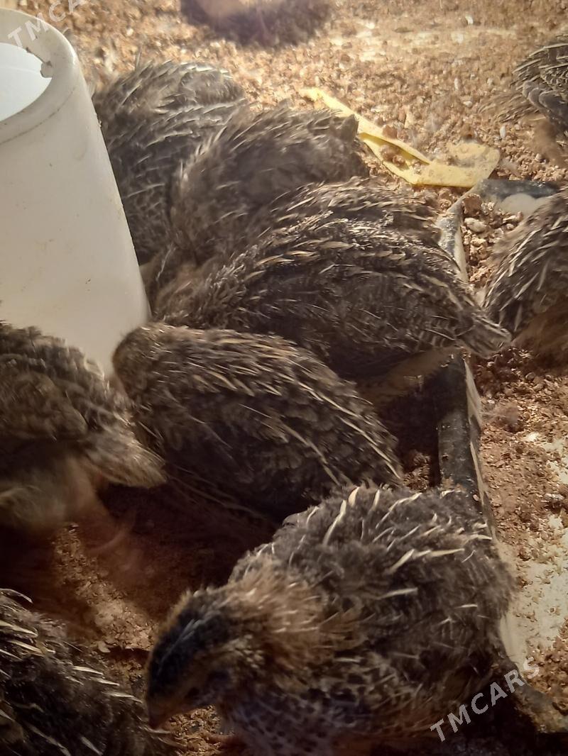 bedene - Анев - img 1