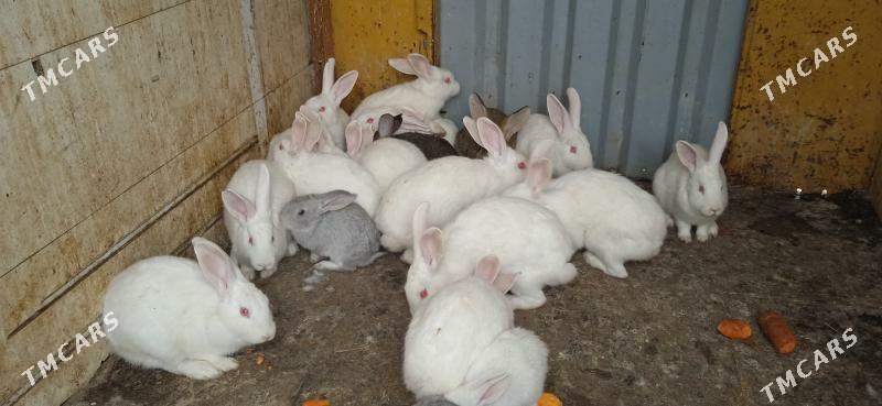 Towsan - Кака - img 1