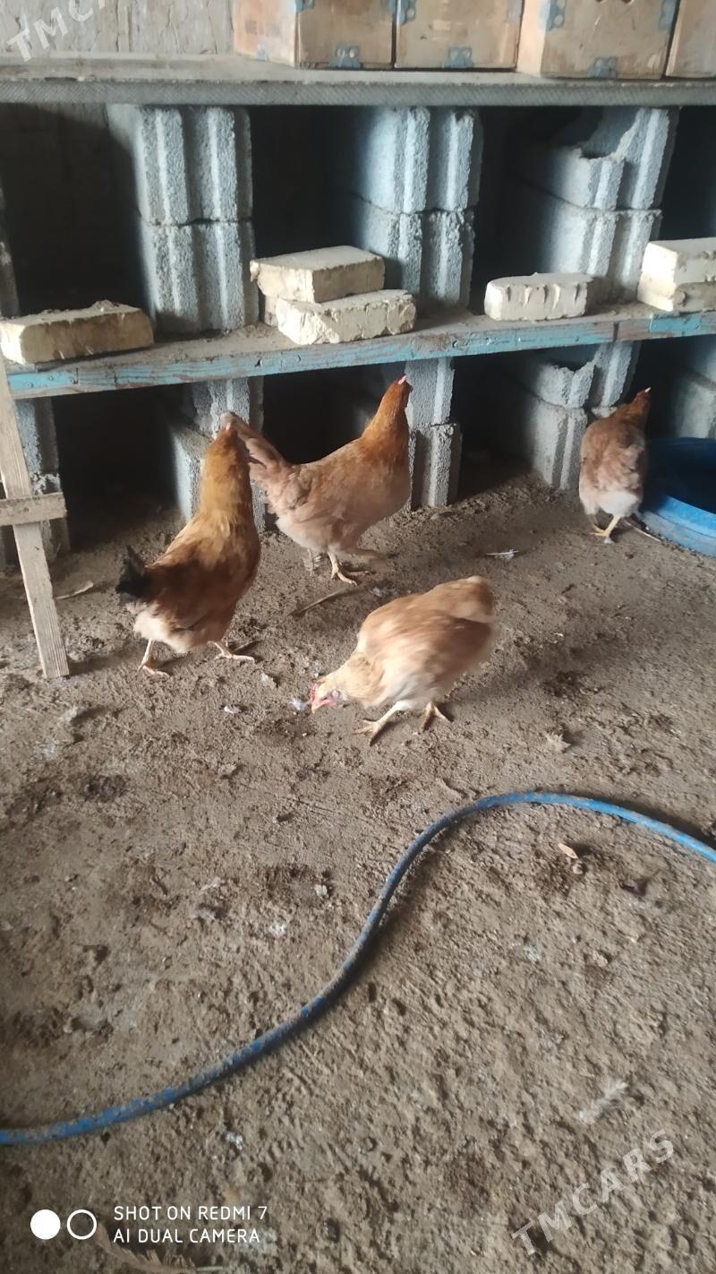 Towuk - Änew - img 1