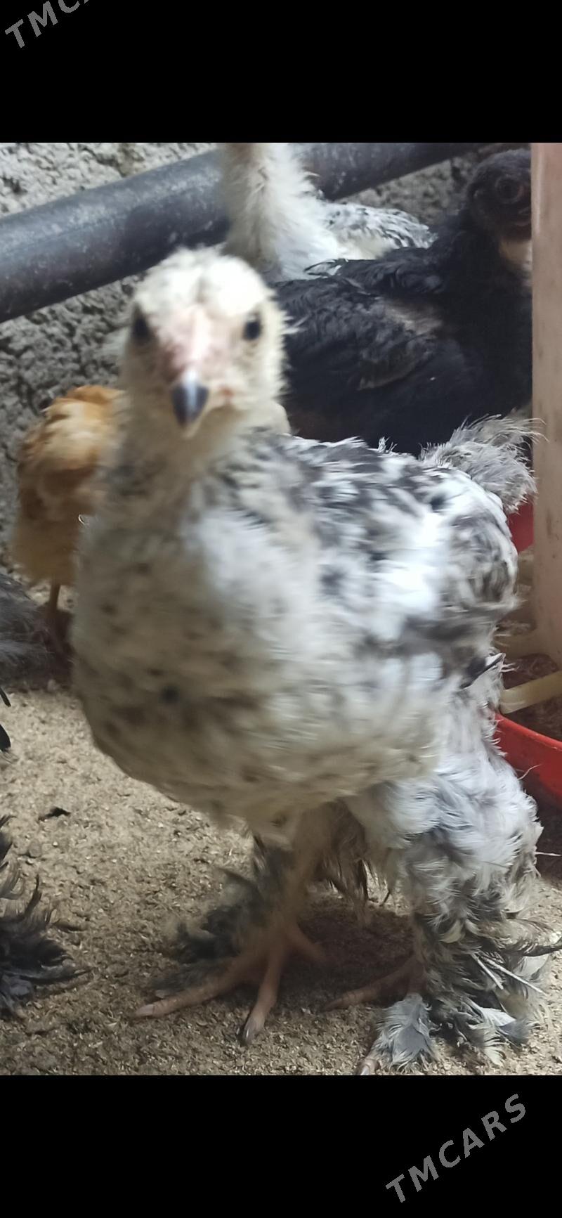 brama juje - Дашогуз - img 1