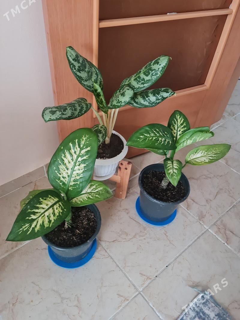 комнатные цветы - Gurtly - img 1